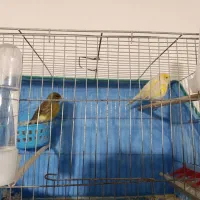 قناری جفت|پرنده|کبودرآهنگ, |دیوار