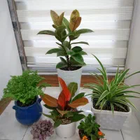 گل های آپارتمانی زیبا