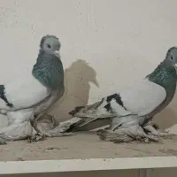 کبوتر ترکیه