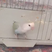 طوطی برزیلی‌ ماده