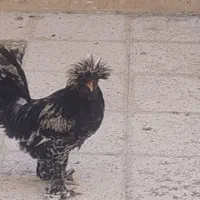 فروش مرغ|پرنده|یزدان شهر, |دیوار