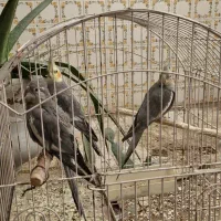 فروش یک جفت عروس هلندی