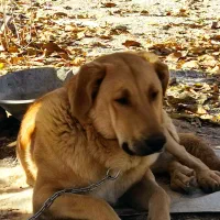 واگذاری سگ پژدر نر  با شیتزو ماده رایگان