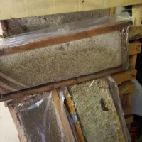 عسل کوهی / شان طبیعی/ آویشن سرعین