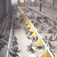 مرغ قهوه ای