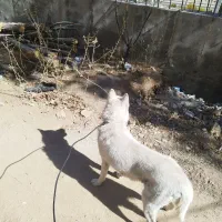 سگ هاسکی|سگ|یاسوج, |دیوار