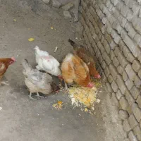 مرغ خانگی