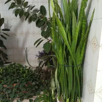 گل و گیاه