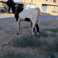 تکه پاکستانی|حیوانات مزرعه|انبارآلوم, |دیوار