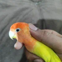 پرنده|پرنده|بندرعباس, |دیوار