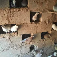 کبوتر عادی|پرنده|شیراز, گویم|دیوار