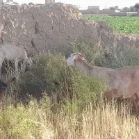 فروشی|حیوانات مزرعه|جوین, |دیوار
