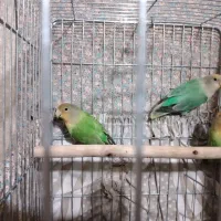 طوطی برزیلی|پرنده|تهران, تهرانپارس جنوبی|دیوار