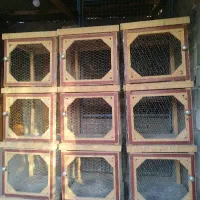 جفت کن کبوتر