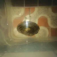 صدف دریای زنده|ماهی|دزفول, |دیوار