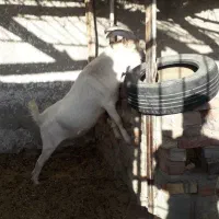 نری سانن|حیوانات مزرعه|زرند, |دیوار