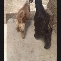 فروش ۵۰ بزغاله
