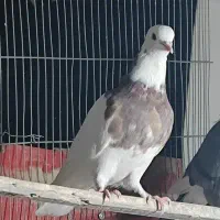 طوقی|پرنده|برخوار, |دیوار