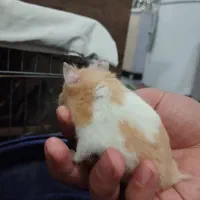 همستر|موش و خرگوش|محمدیه-قزوین, |دیوار