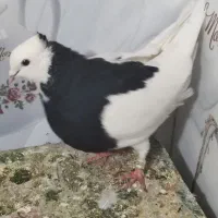 کفتر|پرنده|دورود, |دیوار