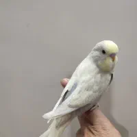 مرغ عشق انگلیسی وکوتوله وعروس هلندی مولد|پرنده|قم, هنرستان|دیوار