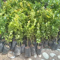 گل گیاه نهال|خدمات باغبانی و درختکاری|فردیس, شهرک ناز|دیوار