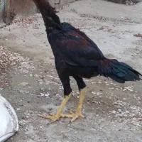 جوجه شش ماهه برزیلی وپاکستانی