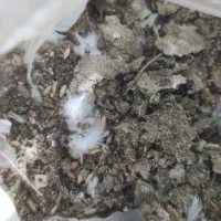 کود زل کبوتر یا چلغوز کفتر