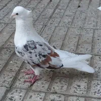 پلنگ خوشونه