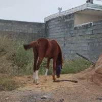 اسب نریون|اسب و تجهیزات اسبسواری|ایذه, |دیوار