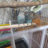 ۲عدد طوطی ۲ماهه