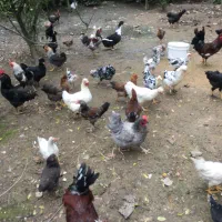 تعدادی مرغ و خروس نژاد دار سالم