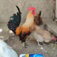 خروس دیلگونی اصل اصل هشت ماهه