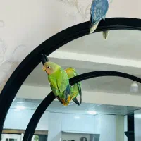 کوتوله برزیلی