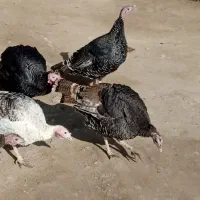 بوقلمون|حیوانات مزرعه|سلماس, |دیوار