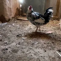 مرغ خروس اصیل گلین|حیوانات مزرعه|سیرجان, |دیوار