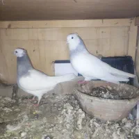 طوقی ابی ماده با جوجه ابی نرش ویه جفت تهرانی