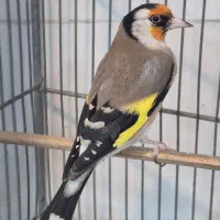 سهره سره نر بخون با قفس