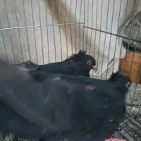 یک جفت زاغ آبادانی ۵۰۰|پرنده|نجفآباد, یزدانشهر|دیوار