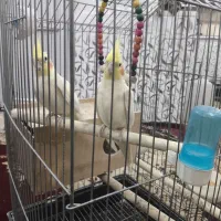 اهواز آخر اسفالت شریعتی جنوبی خیابون روشن دل پلاک