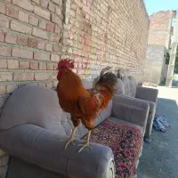 به فروش می‌رسد