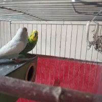 نرو ماده مرغ عشق