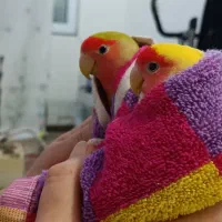 دوجفت طوطی برزیلی فوق مولد