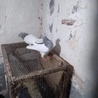 جفت کله ای نرماده کلاهی|پرنده|نرماشیر, |دیوار