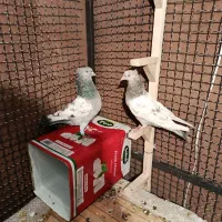 کفتر بزک سینه سوسنی جفتی|پرنده|شیراز, شیخ علی چوپان|دیوار