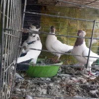 غریب گیری|پرنده|کرج, حیدرآباد|دیوار