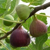 نهال میوه