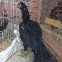 خروس لاری|حیوانات مزرعه|شاهین‌شهر, شهرک میلاد|دیوار