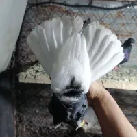 اشعل سیا ماده