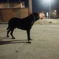 واگذاری سگ سرابی خراسان فوری